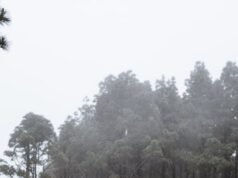 W115 yedek parçaları online olarak nereden alınır?