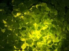 Bahçe aydınlatması için bütçe nasıl belirlenir?