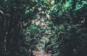 Samsung hisseleri kimin?